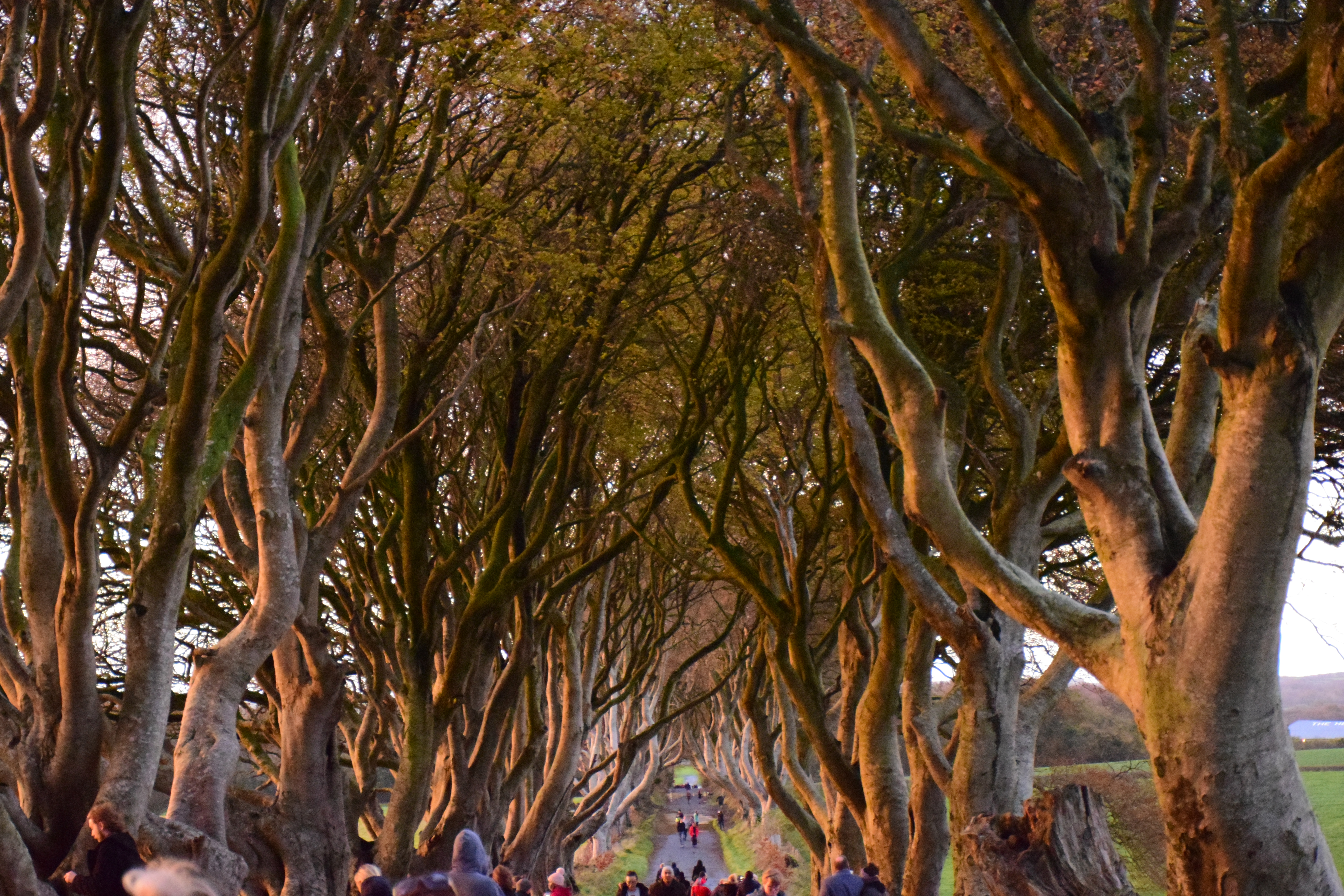 The Dark Hedges